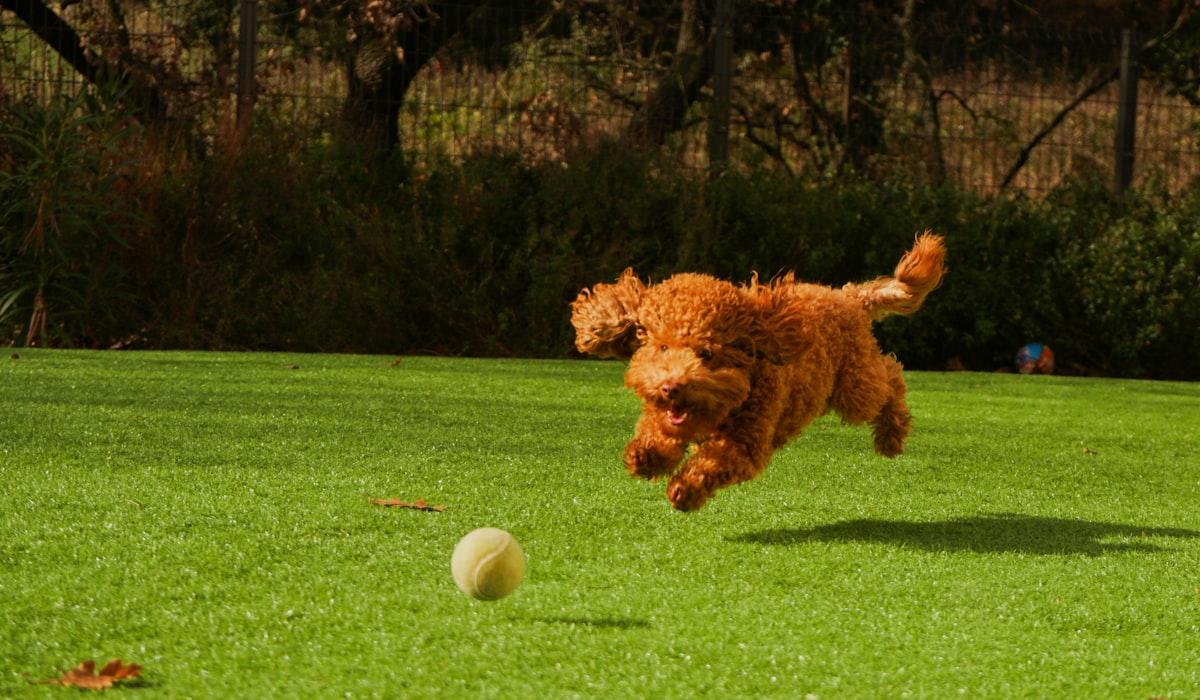 Professional pet turf installation — California yard