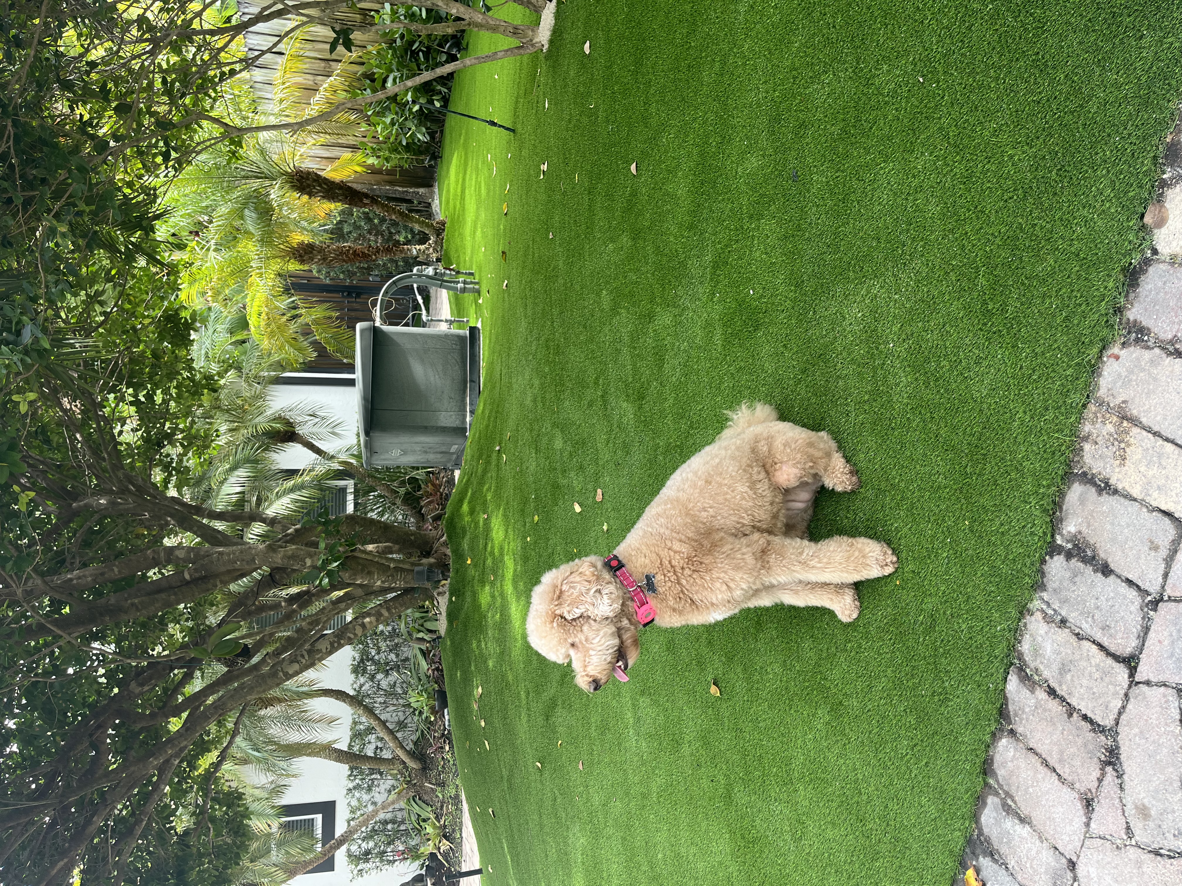 Pet Turf